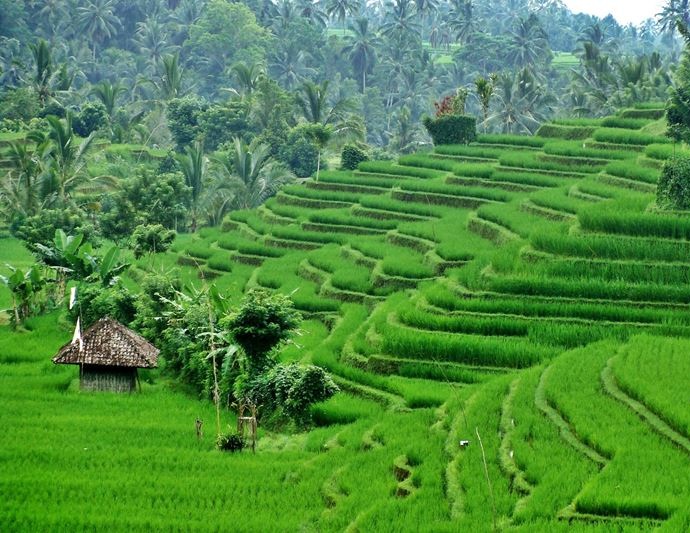 Reisfelder in Asien