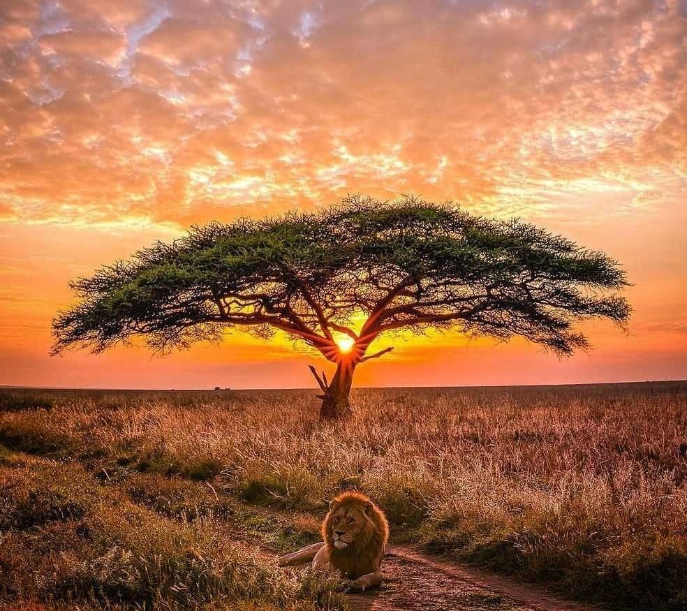 Safari in Tansania