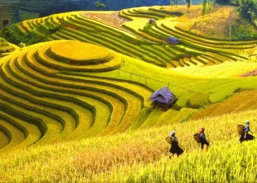Vietnam Reisfelder